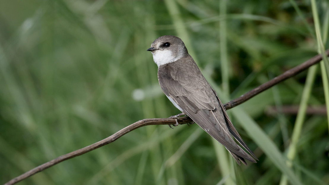 Perched sand martin.