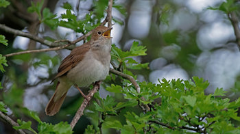 Nightingale in song.