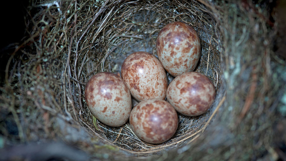 Spotted flycatcher eggs in nest.
