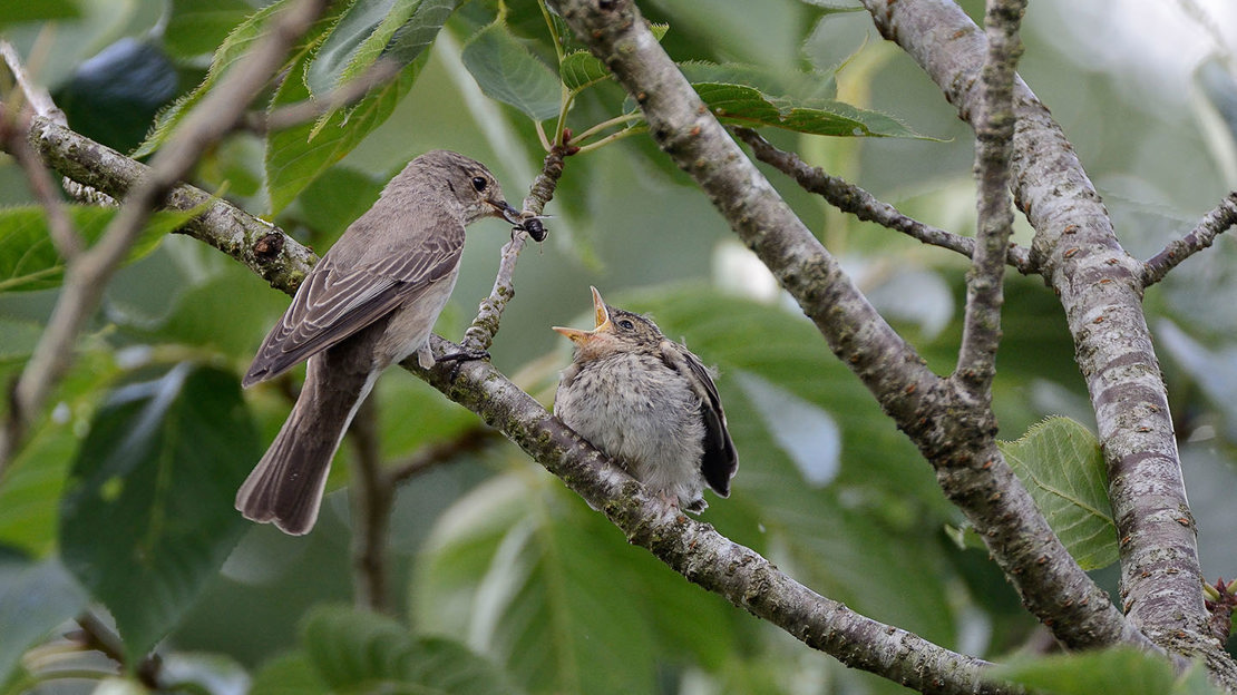 Spotted flycatcher feeding chick.