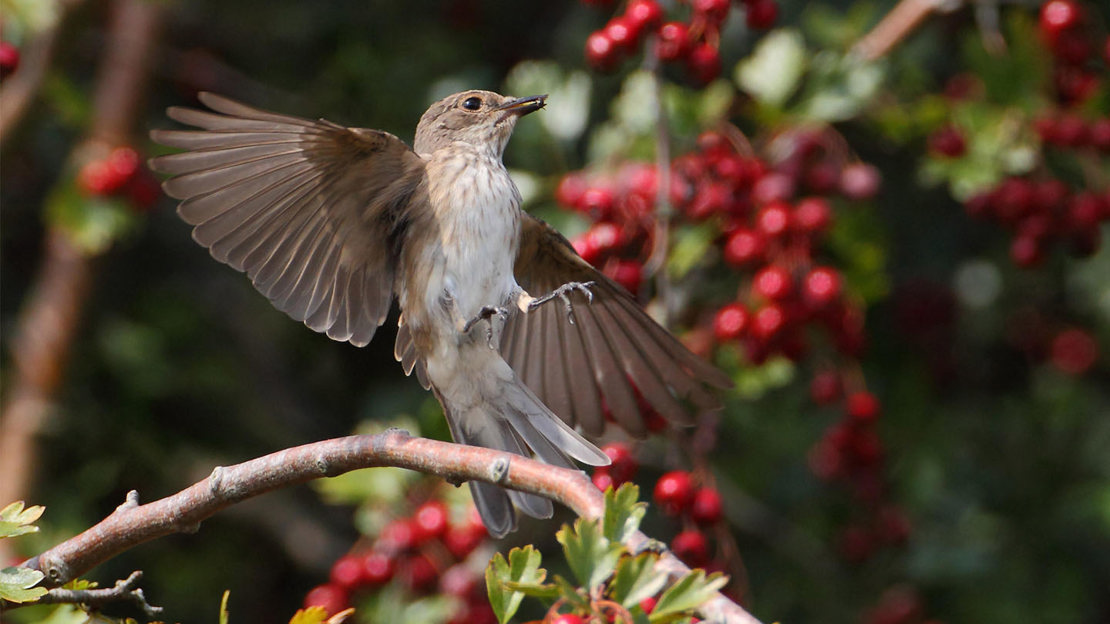 Spotted flycatcher landing on perch.