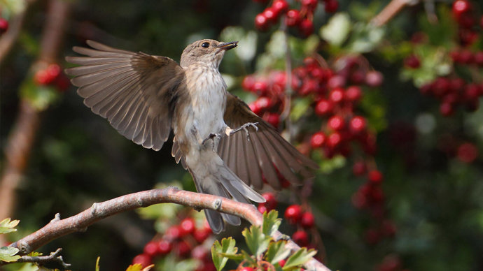 Spotted flycatcher landing on perch.