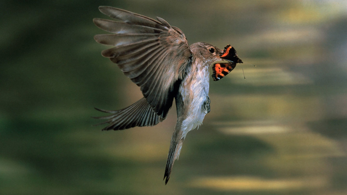Spotted flycatcher with butterfly prey.