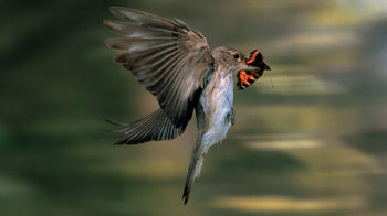 Spotted flycatcher with butterfly prey. Spotted flycatcher with butterfly prey.