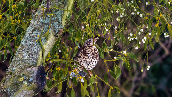 Thrush eating mistletoe berries.