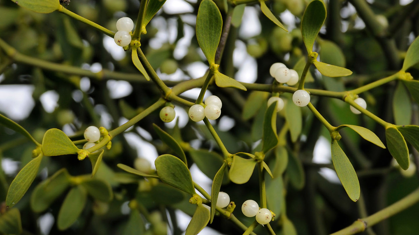 mistletoe-berries-on-female-plant-growin