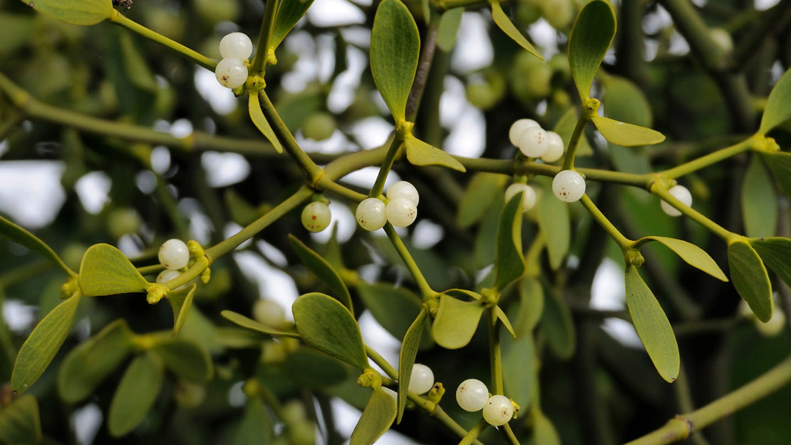 Viscum Mistletoe (Viscum album) - British Plants - Woodland Trust