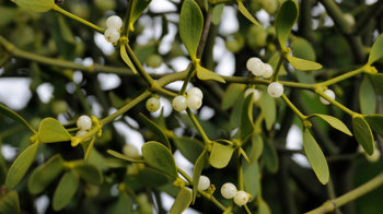 Mistletoe berries  Mistletoe berries
