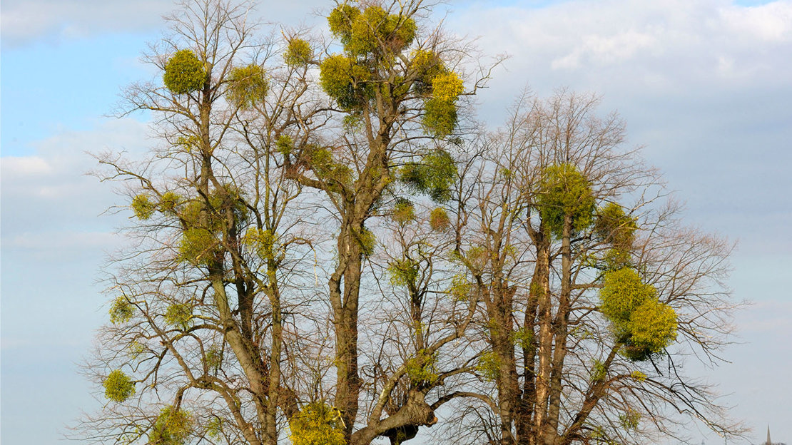 Mistletoe on lime trees.