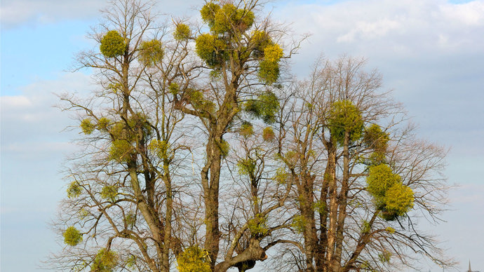 Mistletoe on lime trees.
