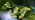 Small-leaved lime flowering branch