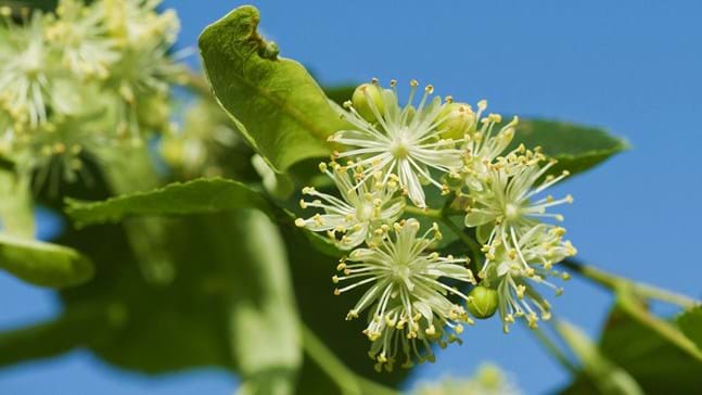 Small-Leaved Lime (Tilia cordata) - Woodland Trust
