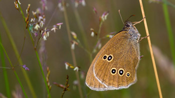 Ringlet butterfly perched on grass showing underwing