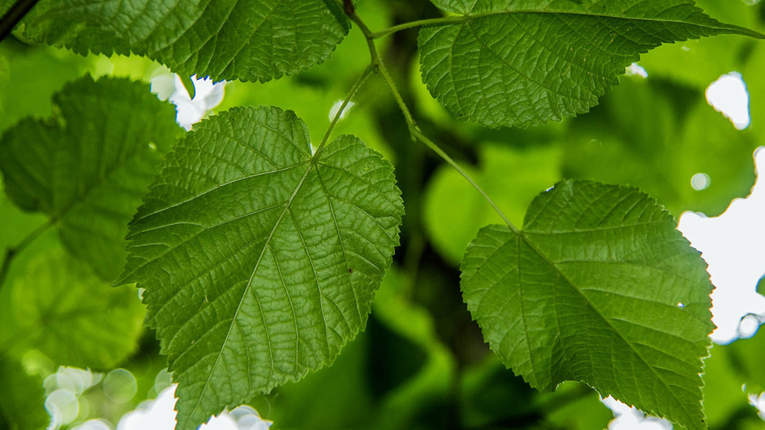 Small-leaved lime leaves close-up