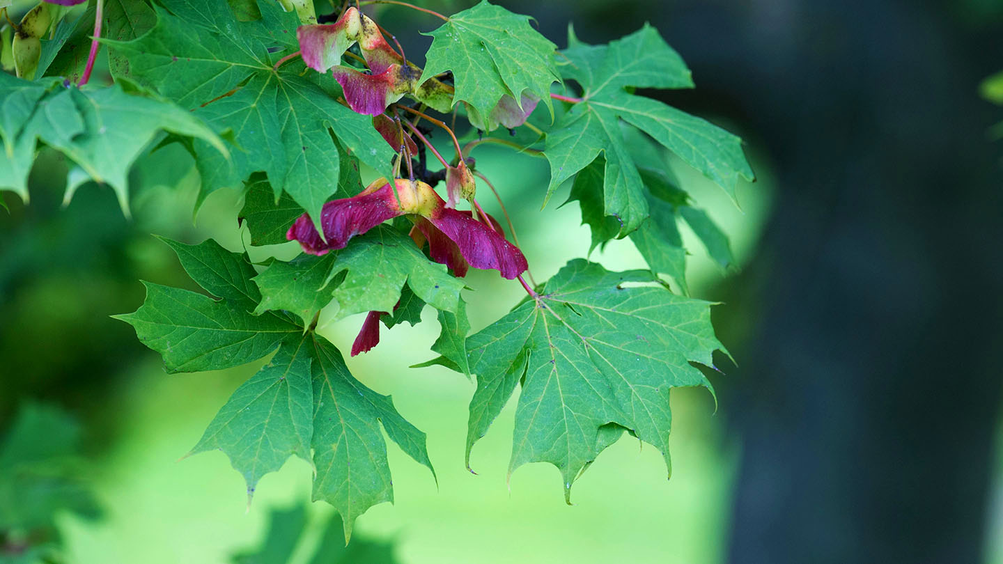 Norway Maple (Acer platanoides) Woodland Trust