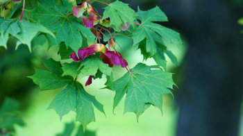 Norway maple leaves and winged seeds in autumn 