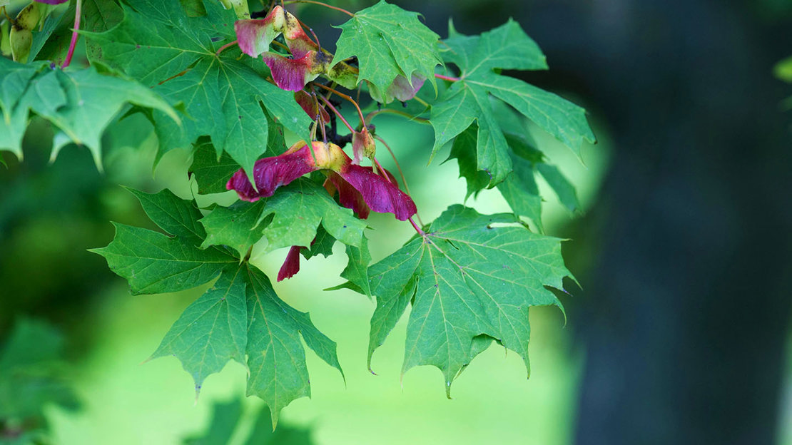 Norway maple leaves and winged seeds in autumn