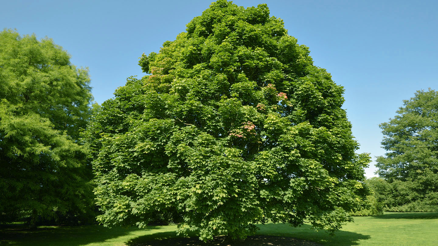 Norway Maple (Acer platanoides) Woodland Trust