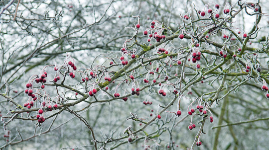 Midland hawthorn with red berries in winter