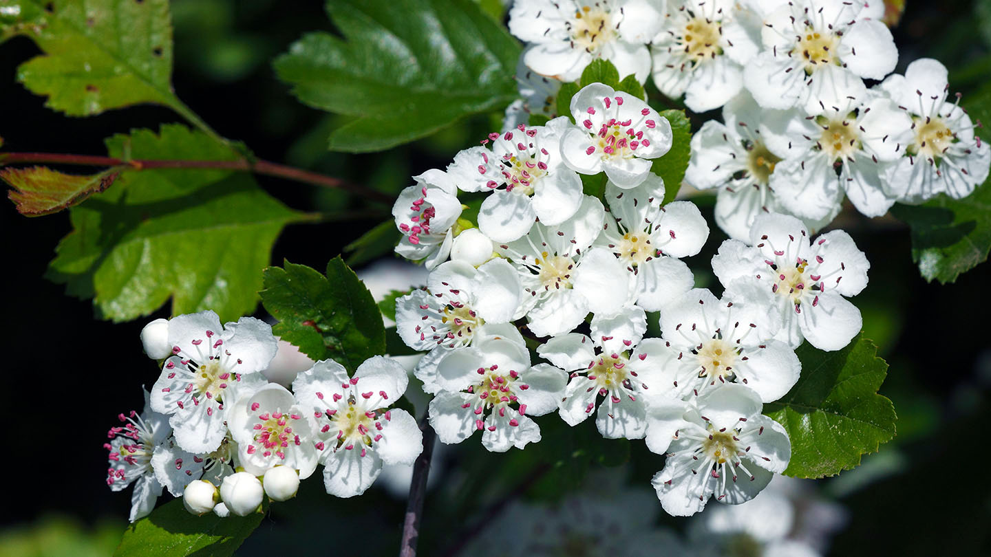 Hawthorn (Crataegus monogyna) Woodland Trust