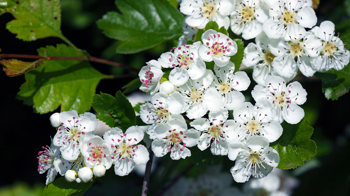 Midland hawthorn flowers