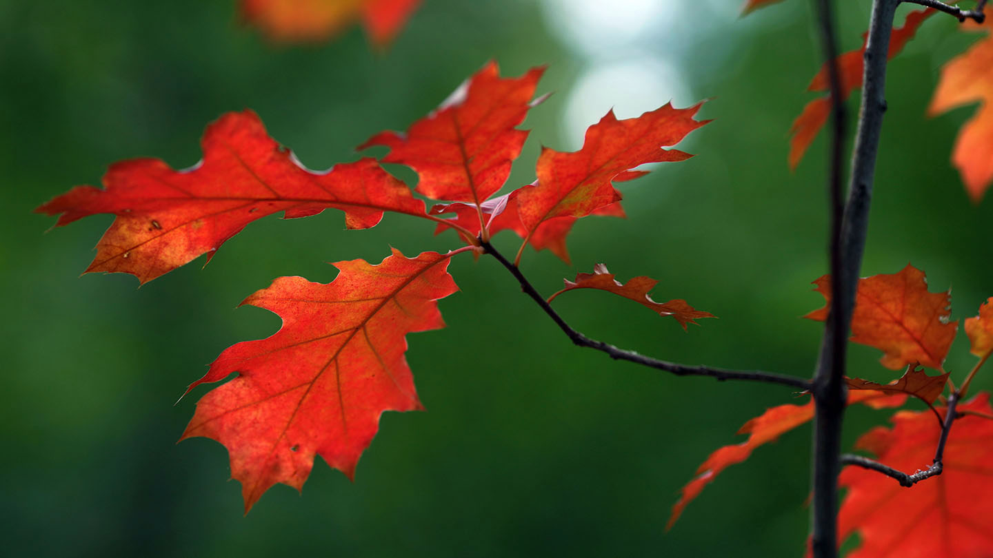 Red Oak (Quercus rubra) - British Trees - Woodland Trust