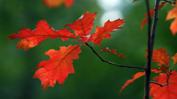 Red oak leaves in autumn