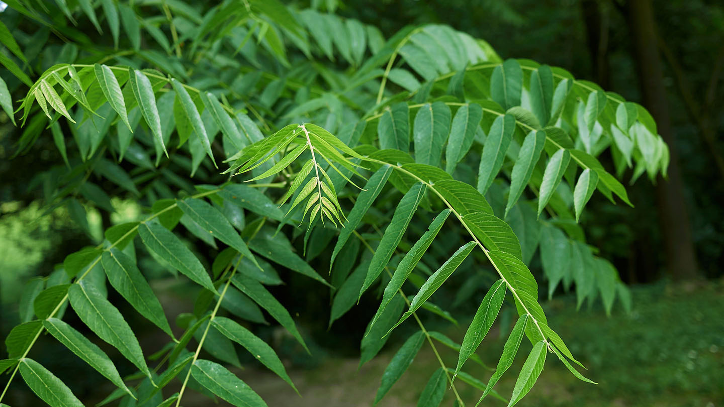 Walnut tree leaves identification