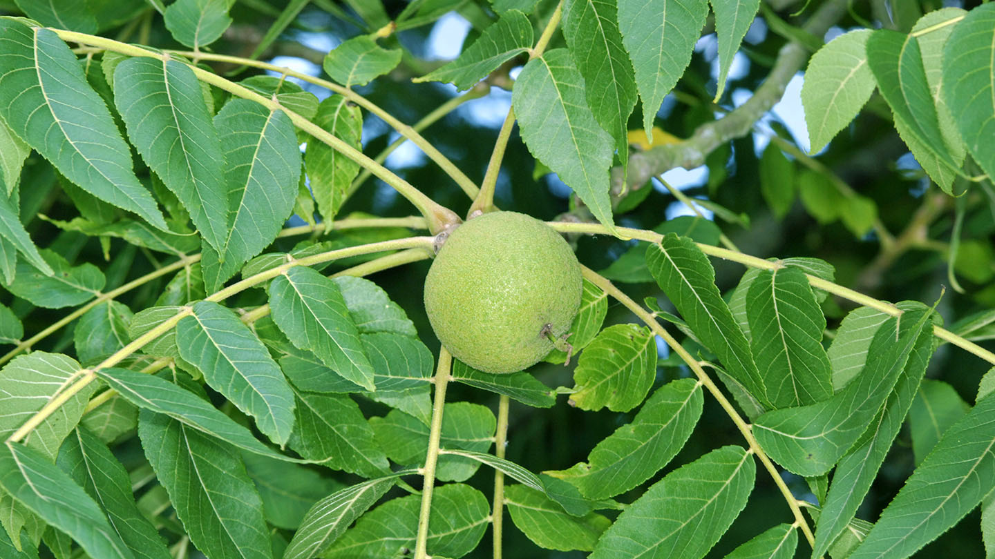 Juglans nigra medžio vaisių tipas