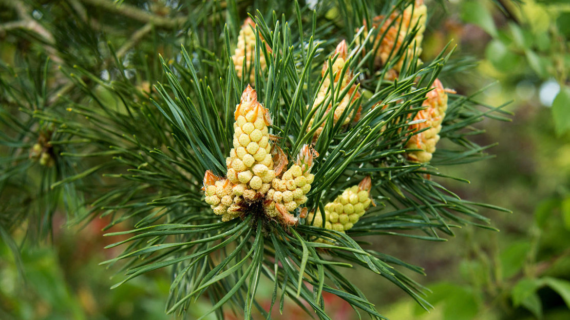 Scos pine pine cones