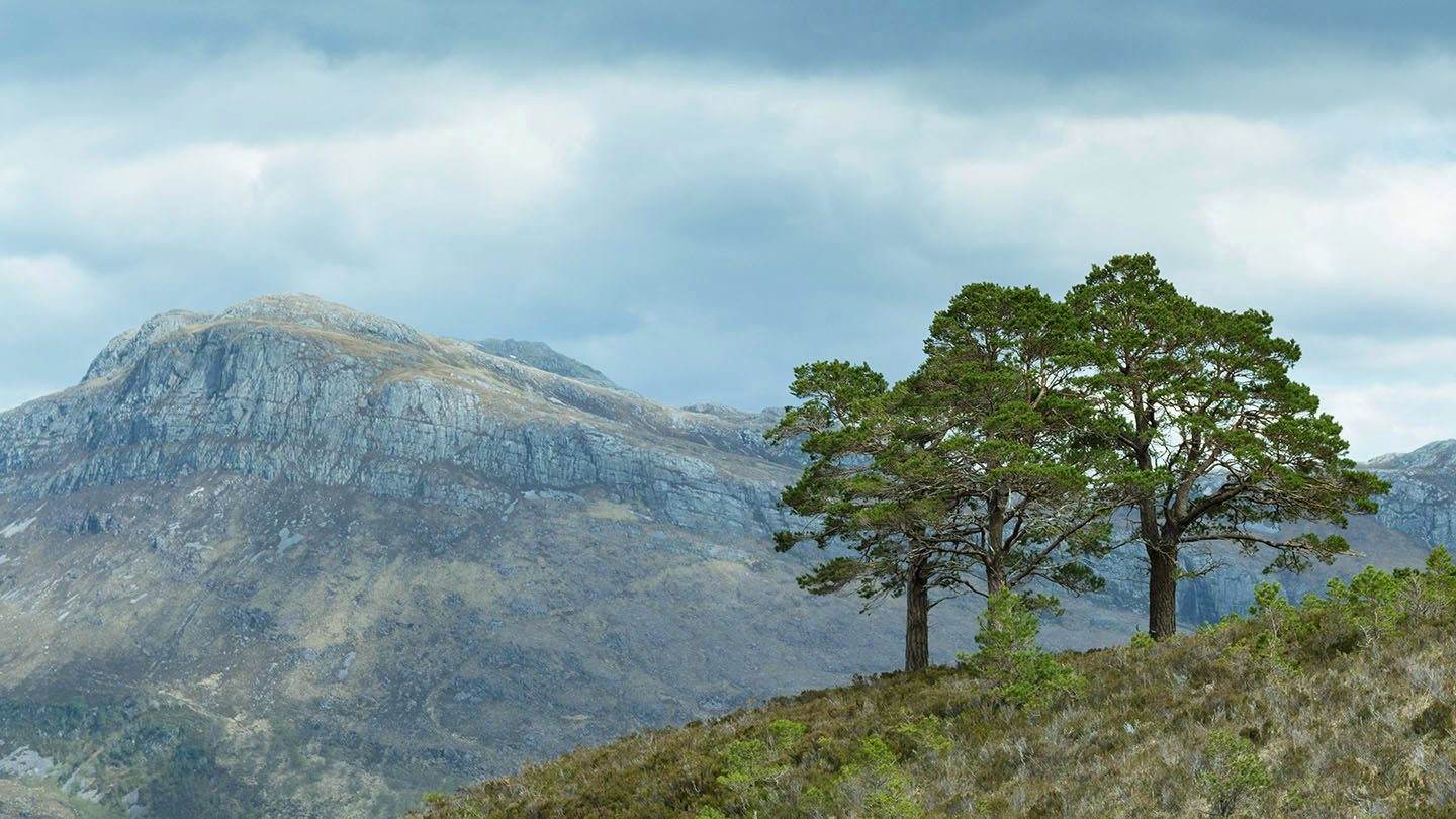 Scots Pine (Pinus sylvestris) - British Trees - Woodland Trust