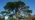 Scots pine tree ancient