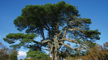 Scots pine tree ancient Scots pine tree ancient