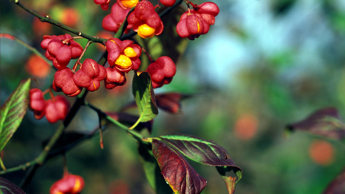 Spindle fruit and leaves