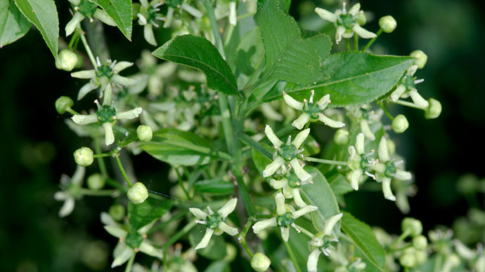 Spindle in flower