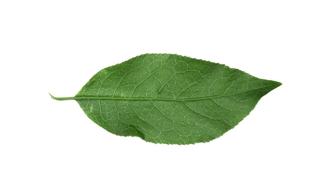 Spindle leaf on white background