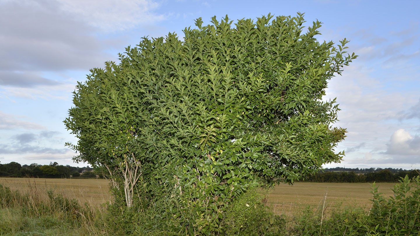 Spindle (Euonymus europaeus) British Trees Woodland Trust