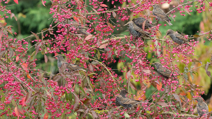 Spindle berries with starling flock feeding