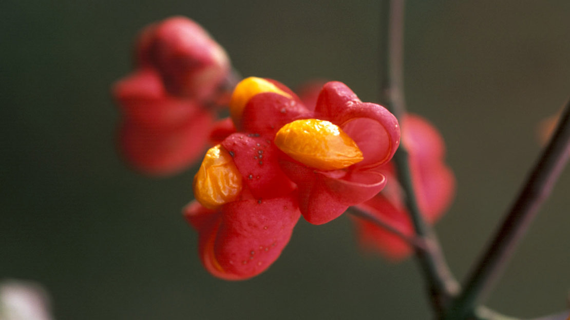 Spindle berries