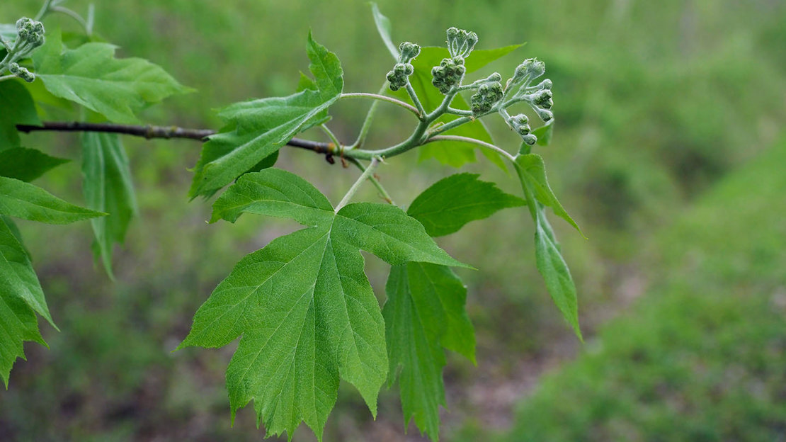 Wild Service Tree (Sorbus torminalis) - Woodland Trust