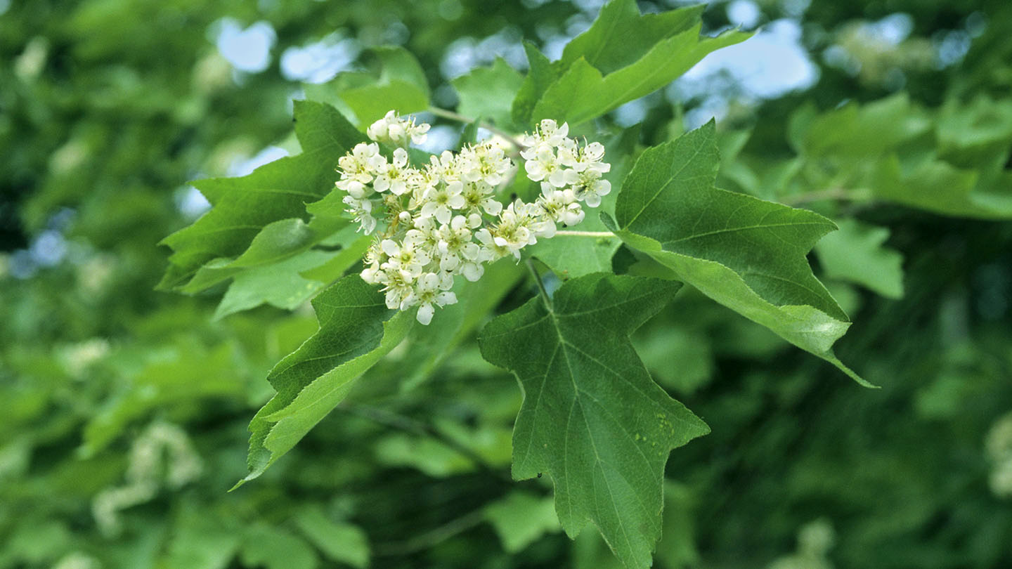 Wild Service Tree (Sorbus torminalis) Woodland Trust