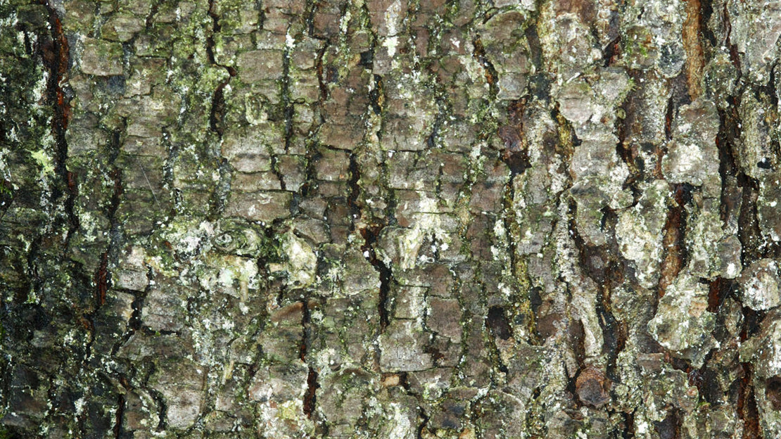 Wild Service Tree (Sorbus torminalis) - Woodland Trust
