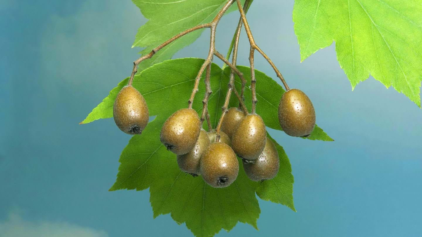 1000 seeds of Sorbus torminalis wild service tree checker tree chequers