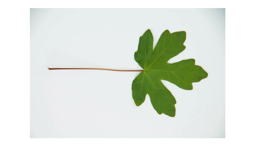 Field Maple Key Field Maple (Acer campestre) - British Trees - Woodland Trust