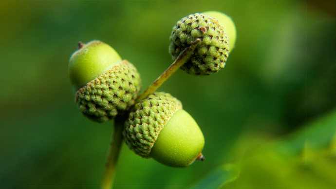 Close up of three young green Sessile oak acorns.