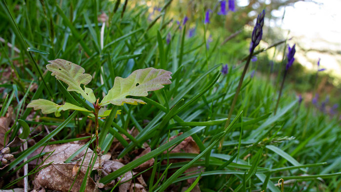 Sessile Oak seedling growing amongst bluebells in woodland, Wales.