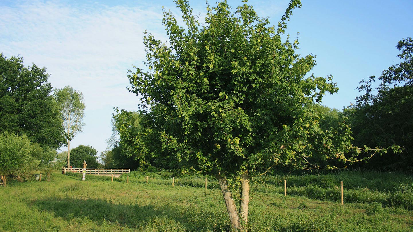 Field Maple (Acer campestre) British Trees Woodland Trust Field Maple (Acer campestre) British Trees Woodland Trust