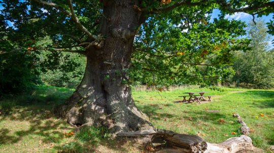 Ancient Tree In Welsh Woodland