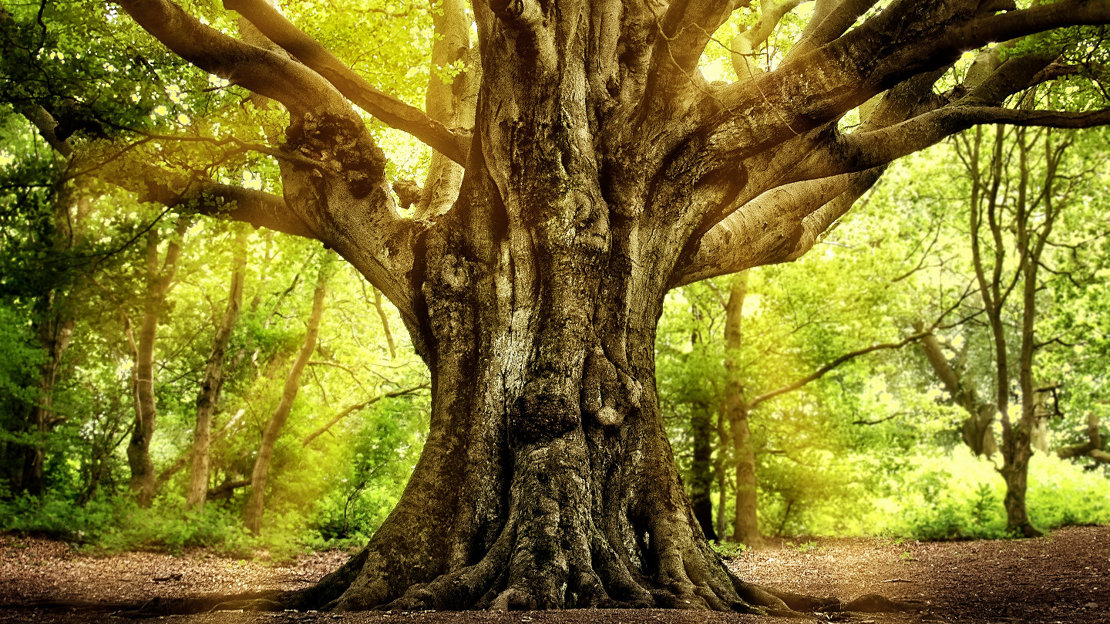 Ancient, gnarled tree in lush woodland, sun rising in background