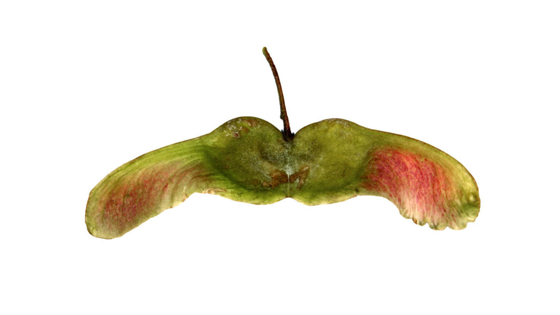 Field Maple Key Field Maple (Acer campestre) - British Trees - Woodland Trust